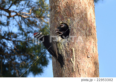 おなかすいた～ 22953302