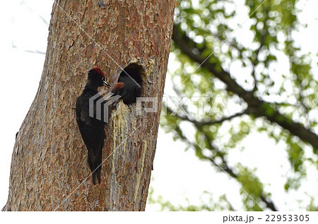 ごはんちょうだい 22953305