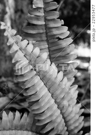 Fern leaves 22953477