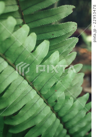 Fern leaves Fern leaves 22953478