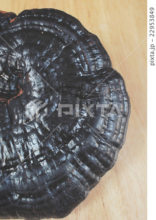 Ganoderma lucidum - Ling zhi mushroom. 22953849