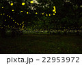 ヒメボタル 22953972