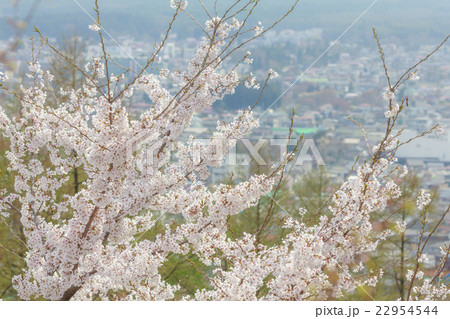 桜と街並み 22954544