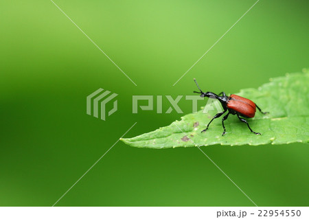 オトシブミ　Apoderus jekelii 雄 22954550