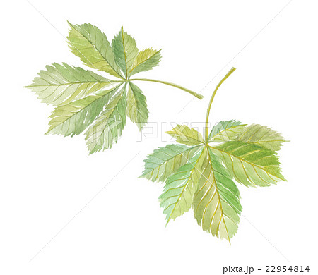 セイヨウトチノキの葉 セイヨウトチノキの葉 22954814