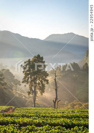 Misty morning in strawberry garden at doi angkhang Misty morning in strawberry garden at doi angkhang 22954945