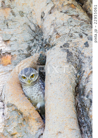 Little Owl in the tree hole Little Owl in the tree hole 22955061