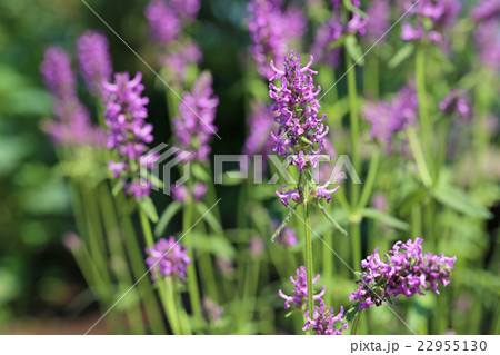 カッコウチョロギ 22955130