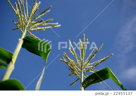 とうもろこしの花 22955137
