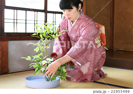 華道／生け花をする着物姿の女性 22955499