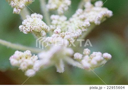 ハマボウフウ 22955604