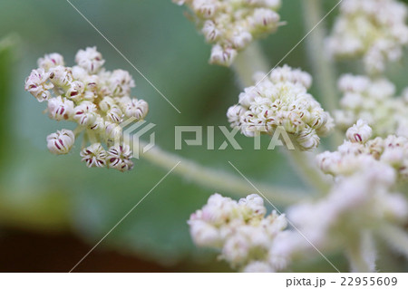 ハマボウフウ ハマボウフウ 22955609