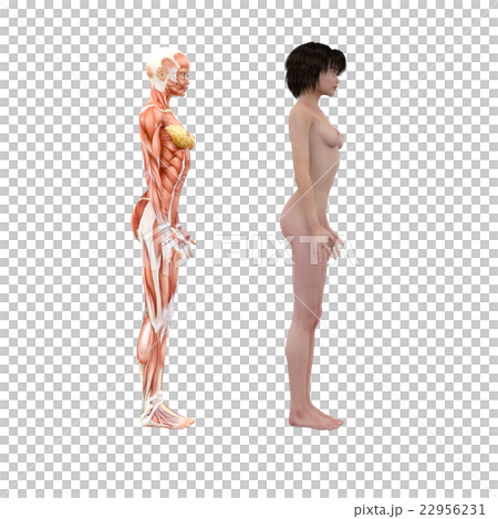 Female dissection muscle 3DCG illustration material 22956231