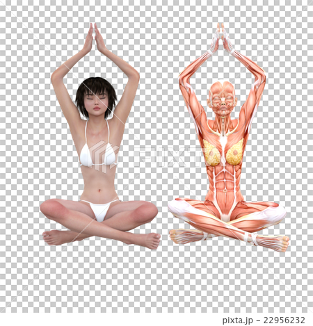 女性解剖肌肉3DCG例證材料 22956232
