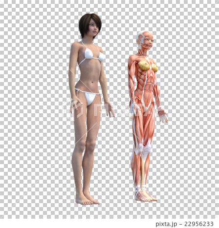 女性解剖肌肉3DCG例證材料 22956233