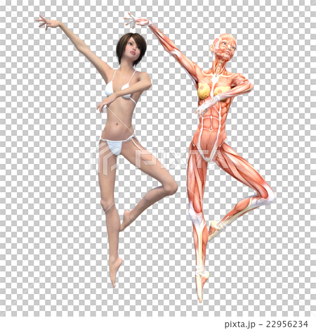 Female dissection muscle 3DCG illustration material 22956234