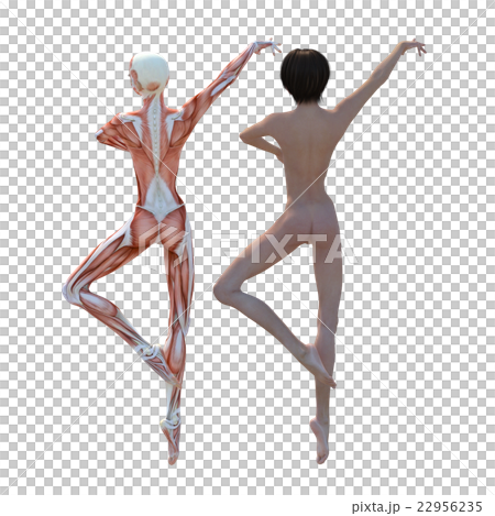 Female dissection muscle 3DCG illustration material 22956235
