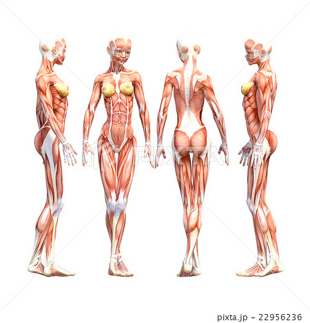 女性 解剖 筋肉 ３dcg イラスト素材のイラスト素材 22956236 Pixta
