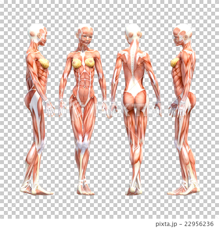 Female dissection muscle 3DCG illustration material 22956236