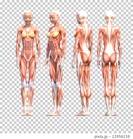 Female dissection muscle 3DCG illustration material 22956238
