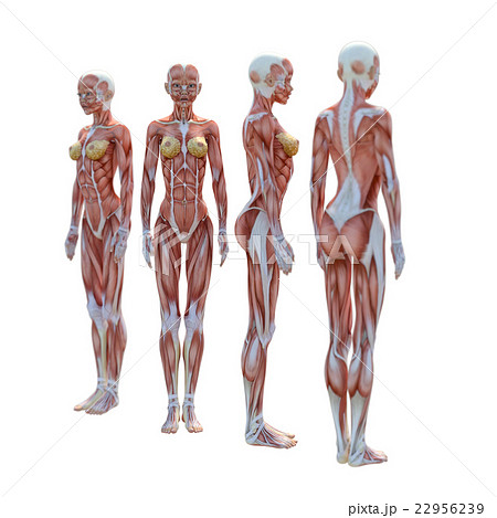 女性 解剖 筋肉 ３dcg イラスト素材のイラスト素材 22956239 Pixta