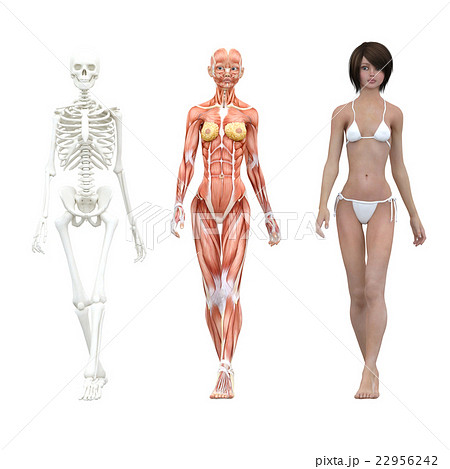 女性 解剖 筋肉 ３dcg イラスト素材のイラスト素材 22956242 Pixta