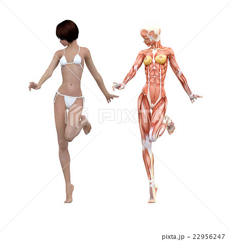 女性 解剖 筋肉 ３dcg イラスト素材のイラスト素材 22956247 Pixta