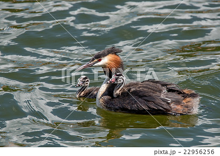 Great crested grebe or Podiceps cristatus 22956256