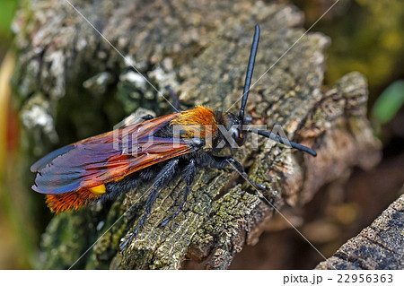 Giant wasp or Scolia Giant wasp or Scolia 22956363