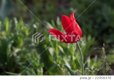 Wild flowering tulip 22956370