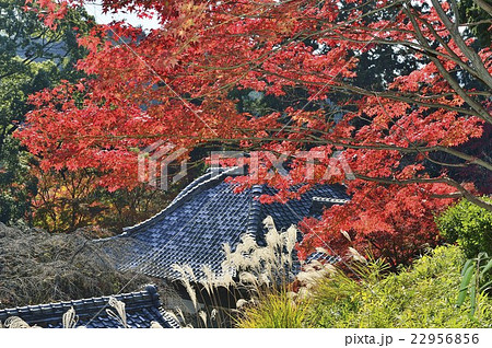 十輪寺　紅葉 22956856