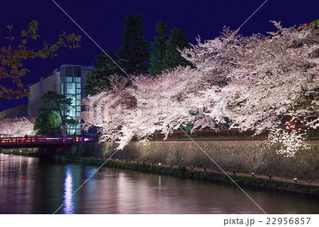 京都　岡崎の夜桜 22956857