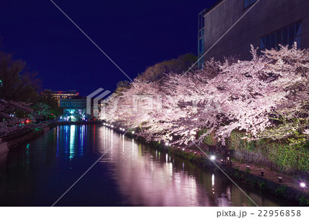 京都 岡崎の夜桜 京都 岡崎の夜桜 22956858