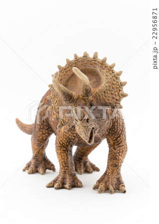 トリケラトプス Triceratopsの写真素材