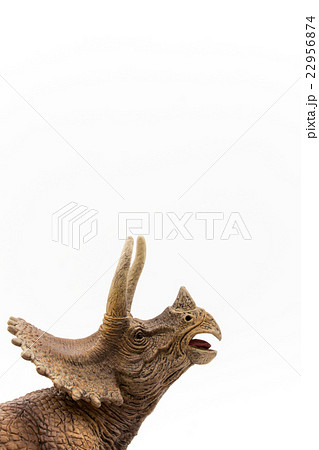 トリケラトプス Triceratopsの写真素材