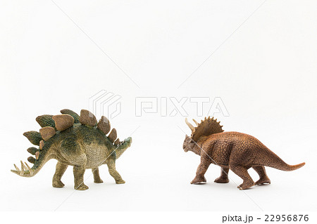 ステゴサウルスとトリケラトプス Stegosaurus Triceratopsの写真素材