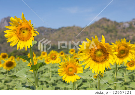 Sunflower with mountain background Sunflower with mountain background 22957221