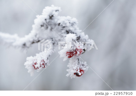rowanberries covered with hoarfrost 22957910