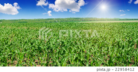 green corn field and blue sky green corn field and blue sky 22958412