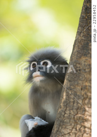 dusky leaf langur monkey up on a tree 22958452
