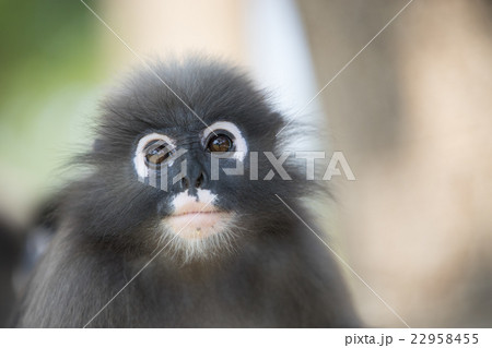 dusky leaf langur monkey up on a tree 22958455