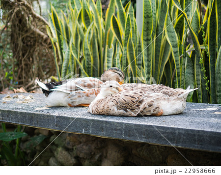 Couple of duck 22958666