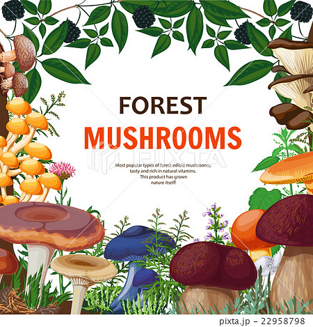 Forest Wild Mushroom Background 22958798