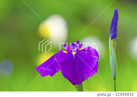 花菖蒲 花菖蒲 22958932