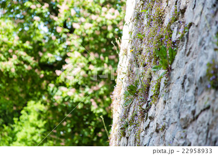 green planted vertical garden green planted vertical garden 22958933