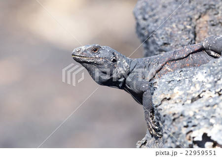 Chuckwalla Lizard 22959551