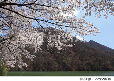 園原湖 桜 園原湖 桜 22959630