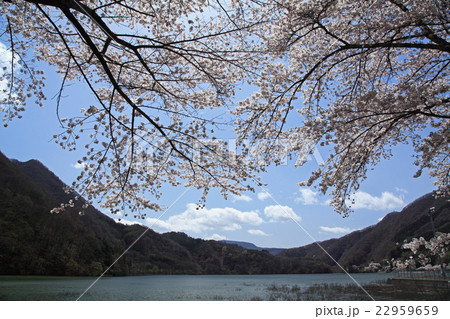 園原湖 桜 園原湖 桜 22959659