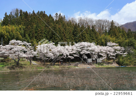 園原湖 桜 園原湖 桜 22959661