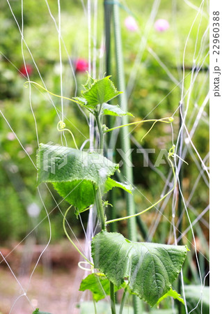 巻きひげでネットに絡むキュウリ 22960388
